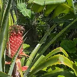 The Plantation Faial