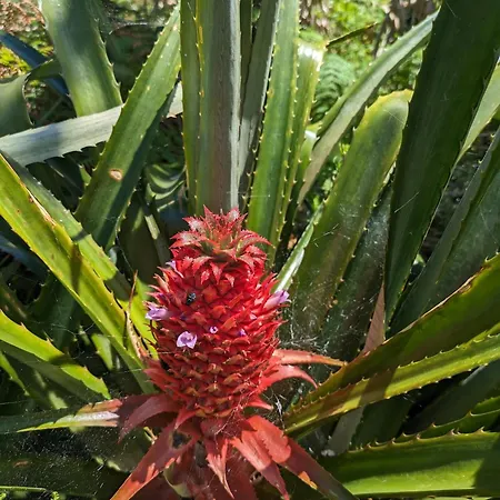 לינה וארוחת בוקר The Plantation Faial 4*