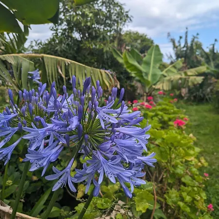 The Plantation Faial Alojamento de Acomodação e Pequeno-almoço 3*