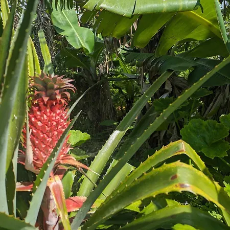 The Plantation Faial